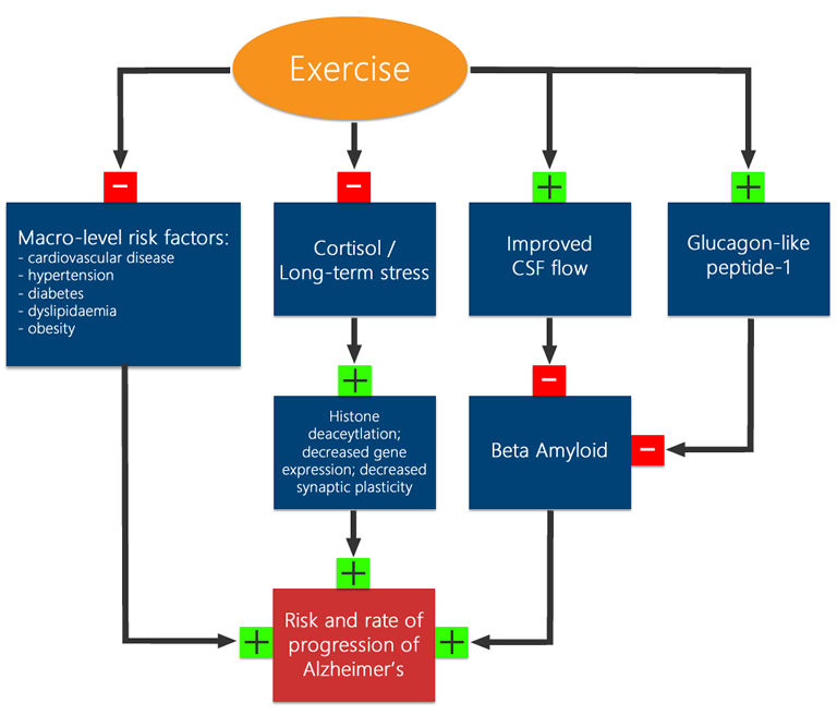 Exercise's benefits to Alzheimer's include improved handling of stress, improved cerebrospinal fluid flow, Glucagon like peptide-1 improvements - as well as a reduction in general metabolic risk factors